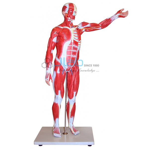 Muscular Figure 85cm Model 27 Parts