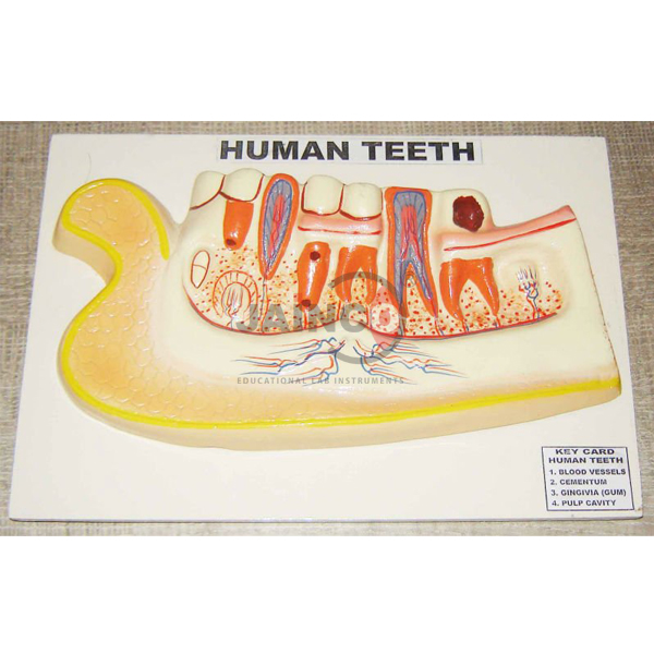 Human Teeth Model
