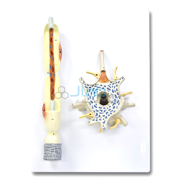 Neuron 2 Part