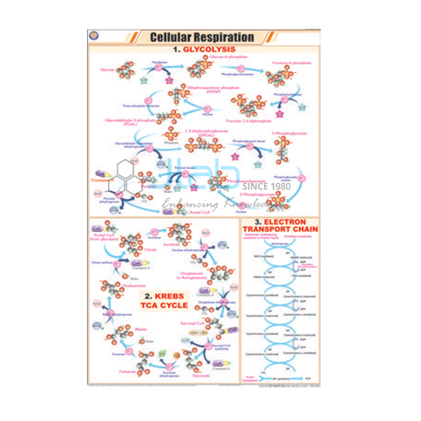 Cellular Respiration