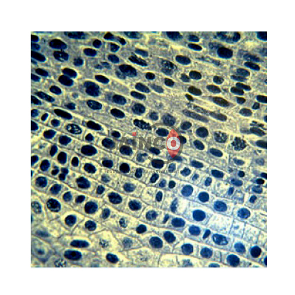 Microbiology and Genetics Prepared Slide