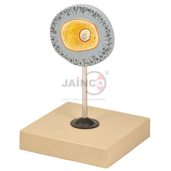 Human Egg Model