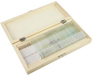 Microscope Prepared Slide Set