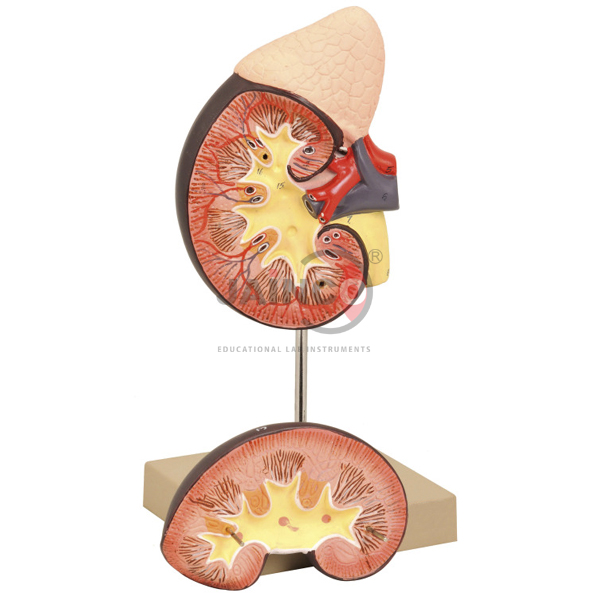 Kidney with Adrenal Gland Model