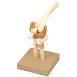 Human Elbow Joint Model