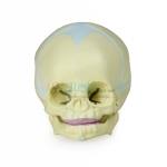 Human Fetal Skull