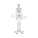 Transparent Human Skeleton Tall 85cm