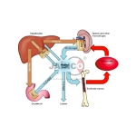 Iron Metabolism and Heme Synthesis Model