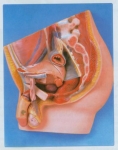 Male Reproductive System Model