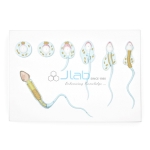 Spermatogenesis Model
