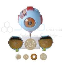 Eye Model