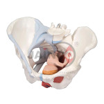 Female Pelvic Muscles And Organs