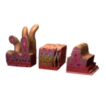 Human Digestive Canal