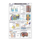 Different Kinds of Cells
