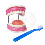 Small Teeth Model with Brush