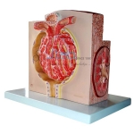 Micro Anatomy Kidney