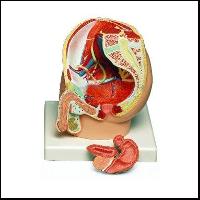 Human Male Pelvis Section 2 Part