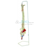 Flexible Spinal Column