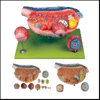 Ovary Model