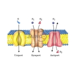 Female Egg Slide Prepared Slide