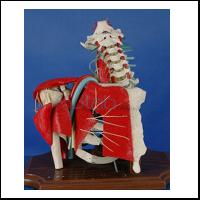 Shoulder With Muscles And Spines Model