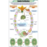 Double Fertilization Chart