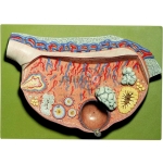 Model of Ovary Model