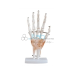 Hand Joint With Ligaments Life Size