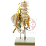 Lumbar Sacral Spine Model