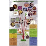 Classification of Living Things Poster