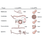 Classification of Pathogenic Fungi Model