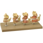 Dentition Development Model