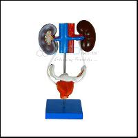 Female Urogenital System