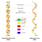 DNA RNA Structure Model