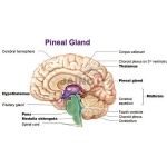 Bio Pineal Gland Model