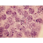 Cell Division Slide Set of 9