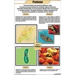 Protozoa Chart
