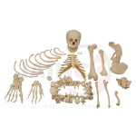 Human Skeleton Dis-articulated