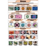 Viruses Chart