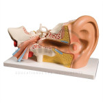 Ear Anatomical Model
