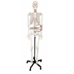 Stan Skeleton, on Metal Stand with 5 Castors