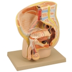 Male Pelvis Section Model