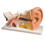 Ear Anatomy Model