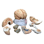Brain with Arteries Model