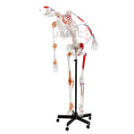 Human Skeleton Full Size Flexible with Muscle 170cm