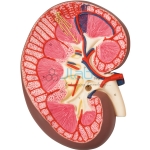 Human Kidney Section
