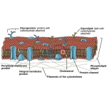 Lipid Bi-Layer Bilayer Membrane Model