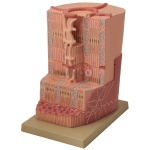 Human Heart Muscle Model