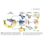 Function of Carbohydrates, Lipids and Amino Acids Model