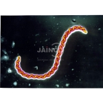 Leptospira Species Summary Model